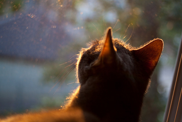 外援依赖导致本土球员发展受限,外援球员是什么意思