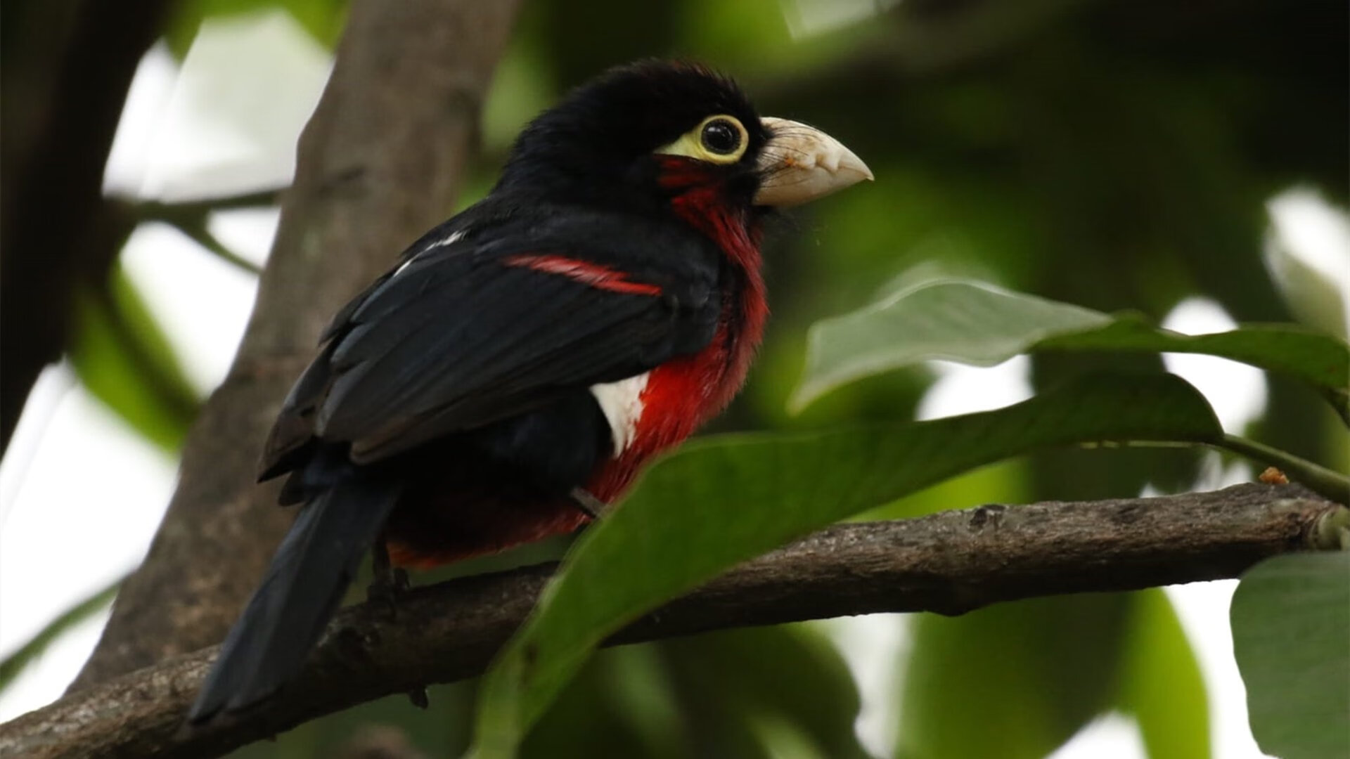 比赛临场数据系统上线助力解说团队，比赛解说技巧