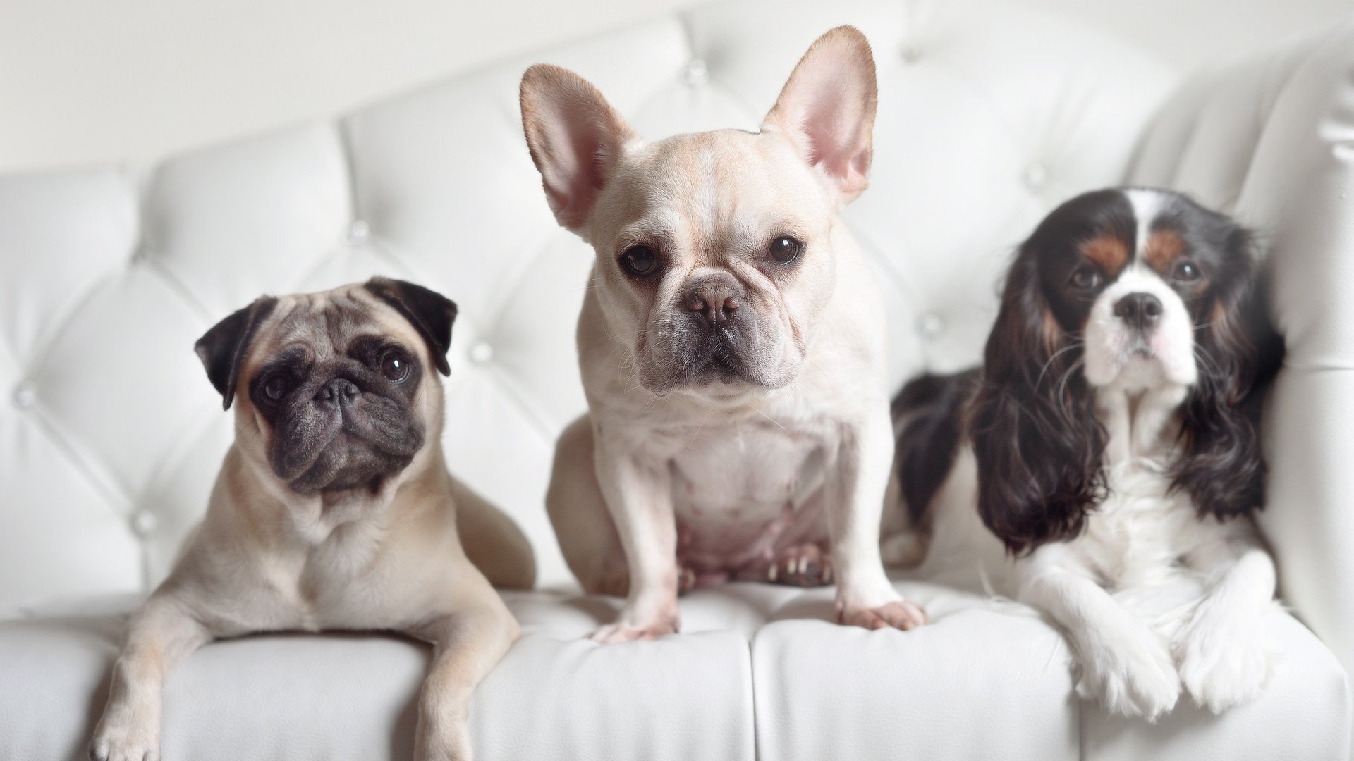 英超球员比赛中营养补给策略实时优化研究,英超球员规定