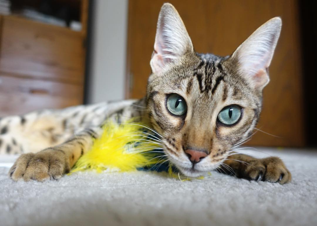 开云中国大陆-中国男篮打造高位联动激活外围投射，中国男篮外援