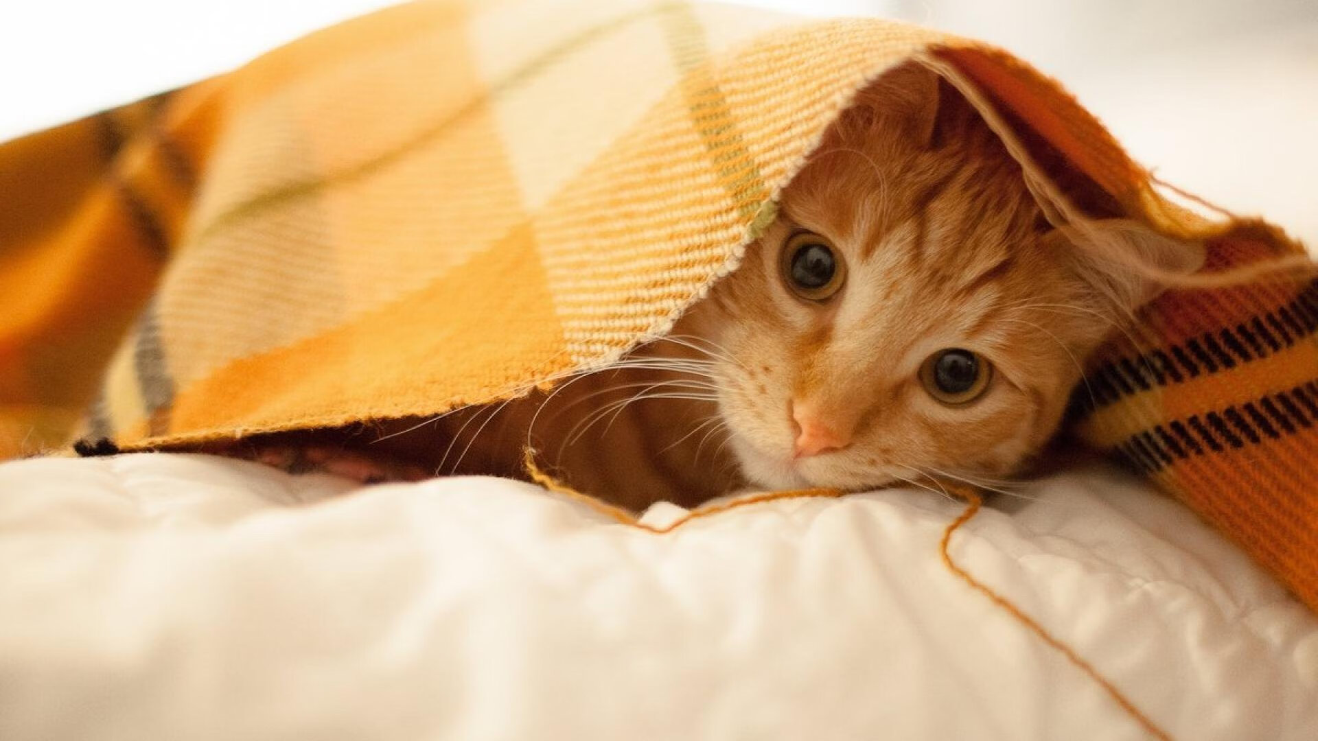 开yun官网-外援依赖导致本土球员发展受限，外援球员是什么意思